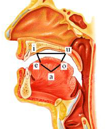 Tringulo articulatorio de las vocales del espaol